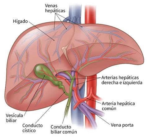 El hígado y la vesícula biliar Hacia una Cultura Científica