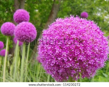 Therefore, we've ensured their safe travel by protecting them in our 100% recyclable fabric wrap. Purple Pompom Flowers Stock Photo 114230272 : Shutterstock