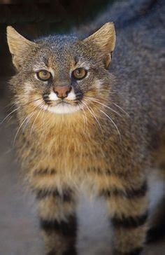 Colo colo mountain cat is one of them with so many amazing traits. The Pampas cat (Leopardus pajeros) is a small feline from ...