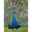 Free Photo Beautiful Peacock  Animal Bird Color Download