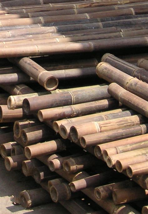 Useful Info About Bamboo