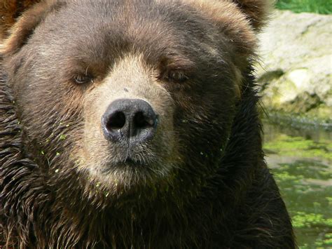 Filecloseup Kodiak Bear Male