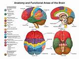Parts Of The Brain Images