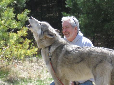 Wolf Delisting Commentaryadirondack Wildlife Refuges Steve Hall