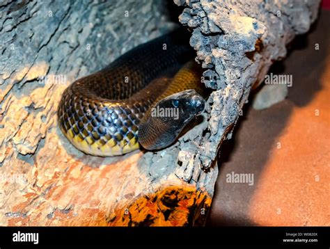 Inland Taipan Or Fierce Snake Queensland Australia Stock Photo Alamy