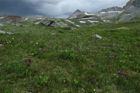 Wildflowers In San Juan Mountains In Colorado Stock Photo Image Of