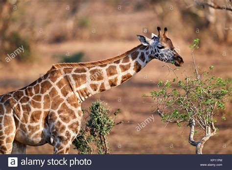 Rothschilds Giraffe Giraffa Camelopardalis Rothschildi Feeding On