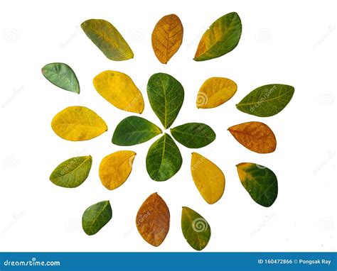 Green Yellow Leaves Are Beautifully Arranged On A White Background