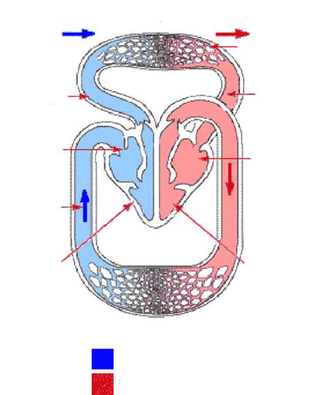 The heart, blood, and blood vessels are the major components of the cardiovascular system. Smorgasbord Health -The Circulatory System -60,000 mile long network. | Smorgasbord Blog Magazine