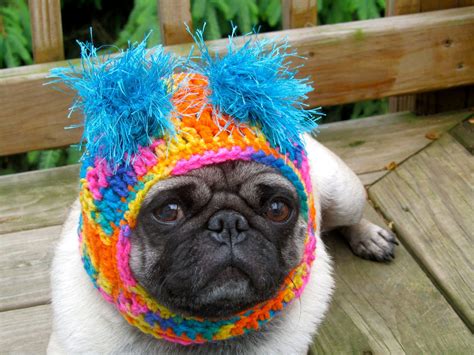 Dog Hat Clown Happy Made To Order Etsy Cute Pugs Dog Hat Pet