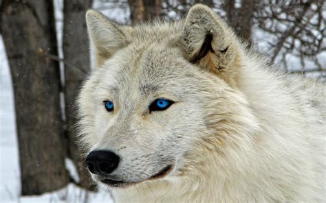 Maybe you would like to learn more about one of these? White Wolf with Blue Eyes HD Wallpaper | Background Image ...