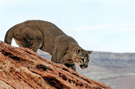 Cougar Prowling Photograph By Melody Watson Pixels