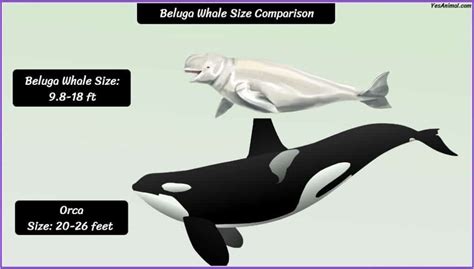 Beluga Whale Size How Big Are They Compared To Others