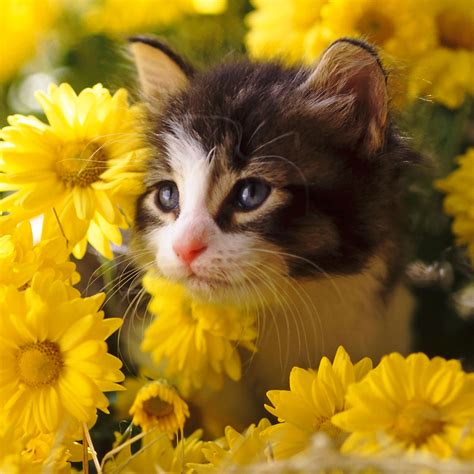 Free Download 50 Hd Cat Ipad Wallpapers 2048x2048 For Your Desktop