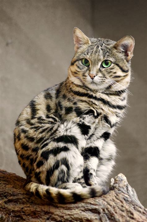 Black Footed Cat Wikipedia