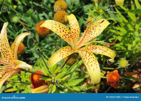 Tiger Lily Garden Stock Images Download 2338 Royalty Free Photos