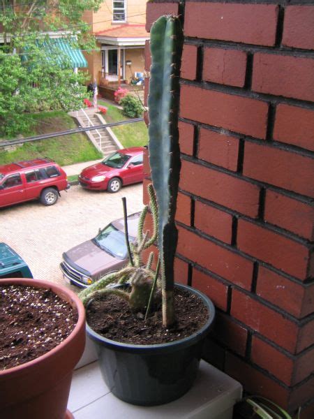 The name cacti or cactus has been adopted by the masses as the universal term to describe succulent plants. Repotting and burying part of a tall cactus - CactiGuide.com