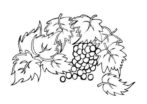 Grapes coloring pages to and print for free Leaves coloring pages - Coloring pages