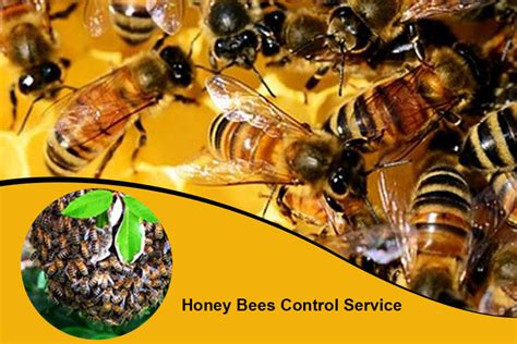 Honey Bee Tapan Pest Control Services