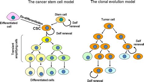 The Hypoxic Microenvironment A Determinant Of Cancer Stem Cell