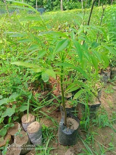 Full Sun Exposure Green Hog Plum Plant For Fruits At Rs 50piece In Hojai