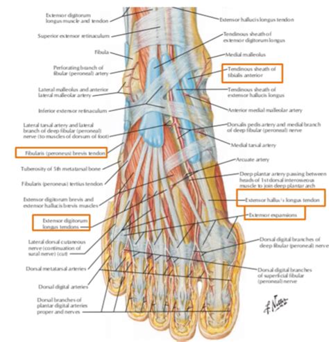 Joints And Ligaments Of The Lower Extremities Flashcards Quizlet