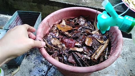 Cara membuat pupuk kompos dari limbah rumah tangga, mengolah limbah rumah tangga, cara mengolah sampah rumah. Cara Ringkas Buat Baja Kompos dalam Pasu di Rumah Guna ...