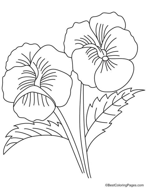Two big pansy coloring page | Pansies, Coloring pages, Color
