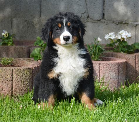 The Bernese Mountain Dog History Personality Care And More