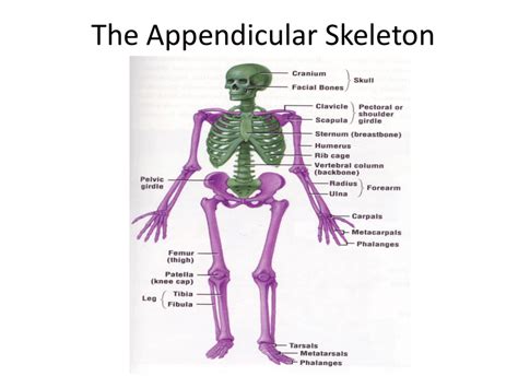 Appendicular Skeleton Joints