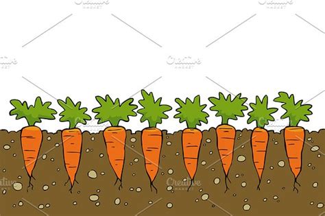 In south texas, plant carrots any time from july through february. Carrots clipart garden, Carrots garden Transparent FREE ...