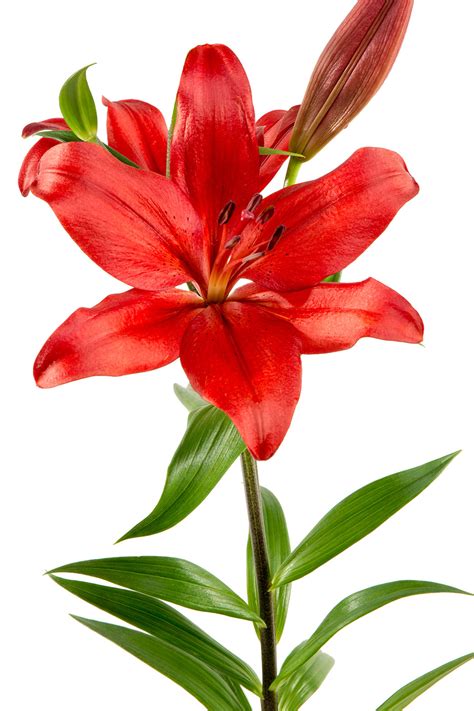 Asiatic Lily Red Jacksonville Flower Market