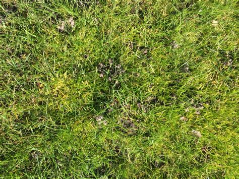 Ursachen für das auftreten von. Rasen ohne Moos durch Eisendünger (Eisensulfat) - Gelingt ...