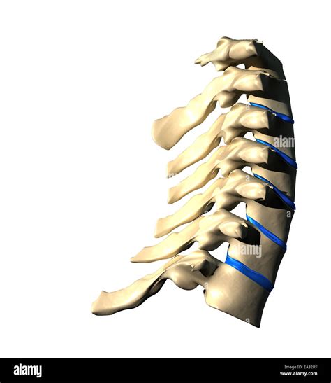 Cervical Spine Lateral View Side View Stock Photo Alamy
