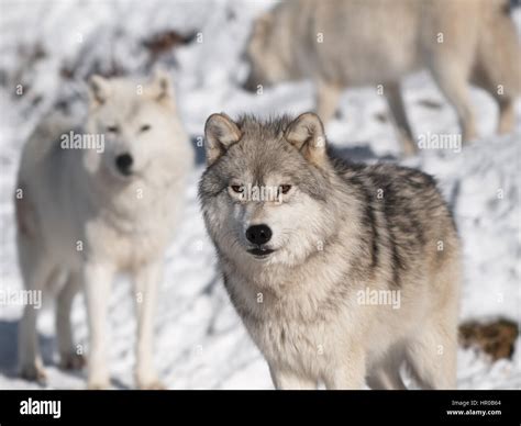 Artic Wolf Snow Hi Res Stock Photography And Images Alamy