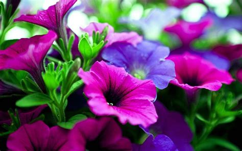 Find the best and most beautiful flower wallpapers and images! pictures of flowers | Pink purple flowers Wallpapers ...