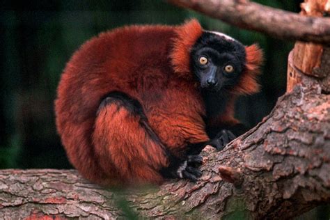 Red Ruffed Lemur Are Red Ruffed Lemurs Endangered Primates Park