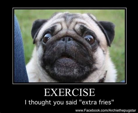 Loca The Pug Pugs Funny Pug Memes Cute Funny Animals