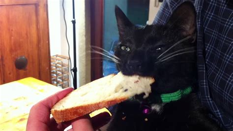 An Hungry Cat Eats Bread Pitt Youtube