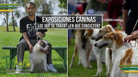 Exposiciones Caninas ¿de Qué Se Trata ¿en Que Consisten Tvagro Por