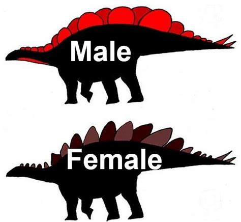 Stegosaurus Sex Difference Is All In The Bony Plates Along Their Backs Market Business News