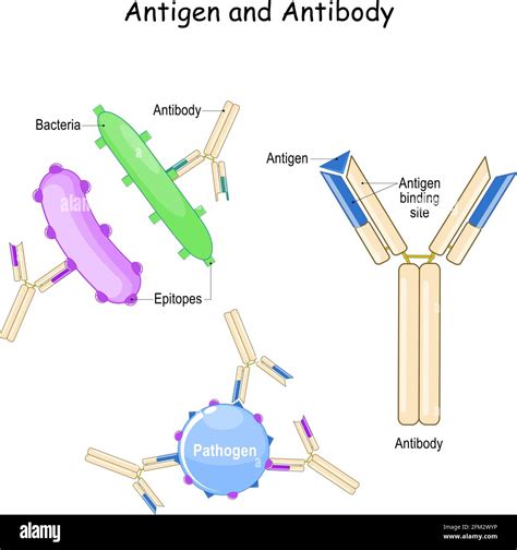 Antigen Presenting Cells Hi Res Stock Photography And Images Alamy