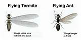 Photos of Termite Flying Ant Identification