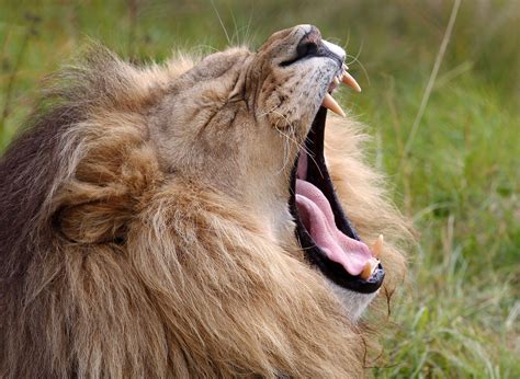 Pourquoi Les Lions Dafrique De Louest Sont Menacés Dextinction
