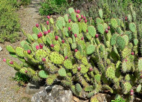 Succulents The Age Of An Opuntia Prickly Pear Cactus Gardening