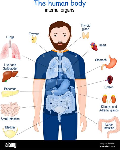 Cuerpo Humano órganos Internos Diagrama Póster Con Infografía Sobre