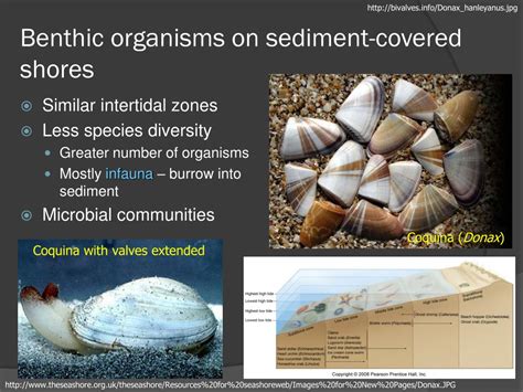 Ppt Chapter 15 Animals Of The Benthic Environment Powerpoint