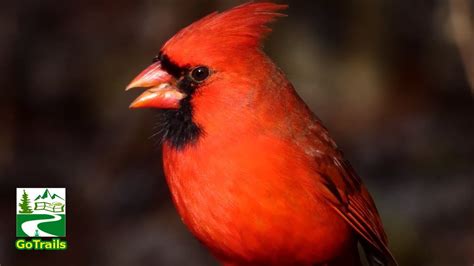 Northern Cardinal Bird Eating Seeds Call Sounds Youtube