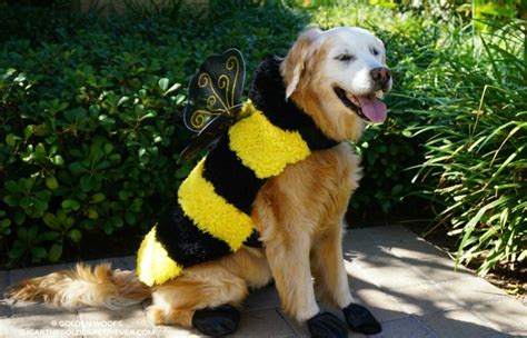 Help Sugar Choose Her Halloween Costume Golden Woofs