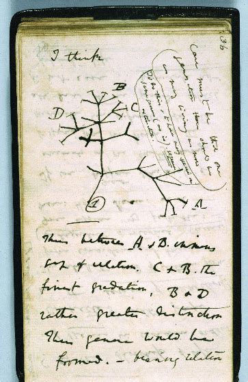 Tree Of Life Diagram From Darwins Origin Of Species 1859 With Text
